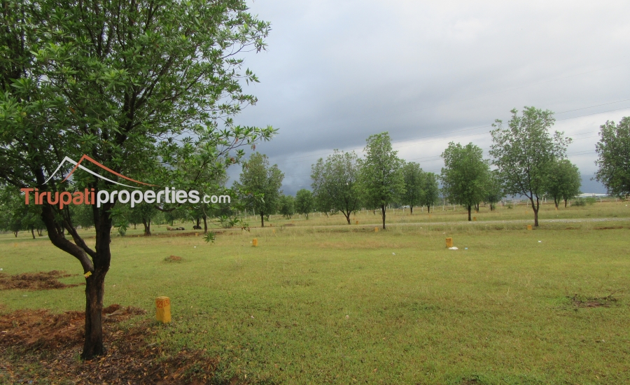 DTCP Approved Plots for Sale at Pangur to Sri Kalahasthi 100’ft Road